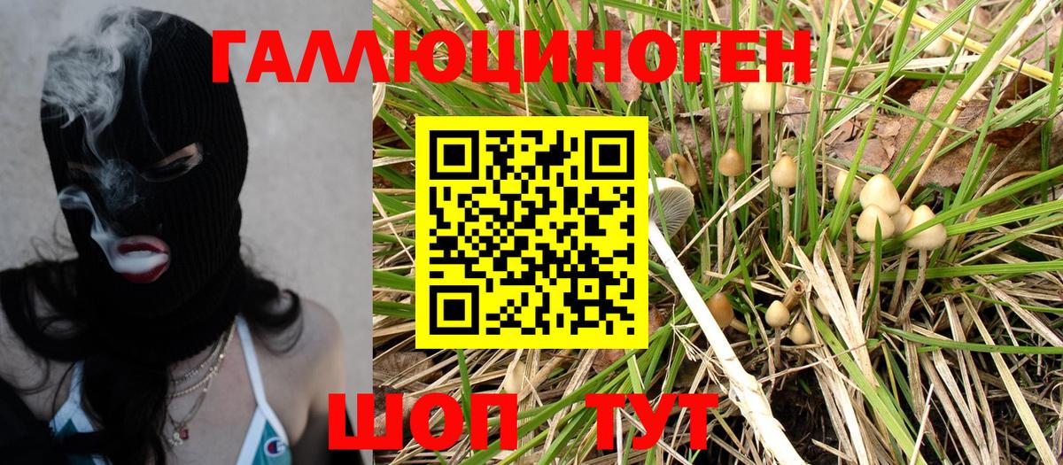 Псилоцибиновые грибы Psilocybe  где купить наркотик  Заводоуковск  Псилоцибиновые грибы GOLDEN TEACHER  Вход с VPN 