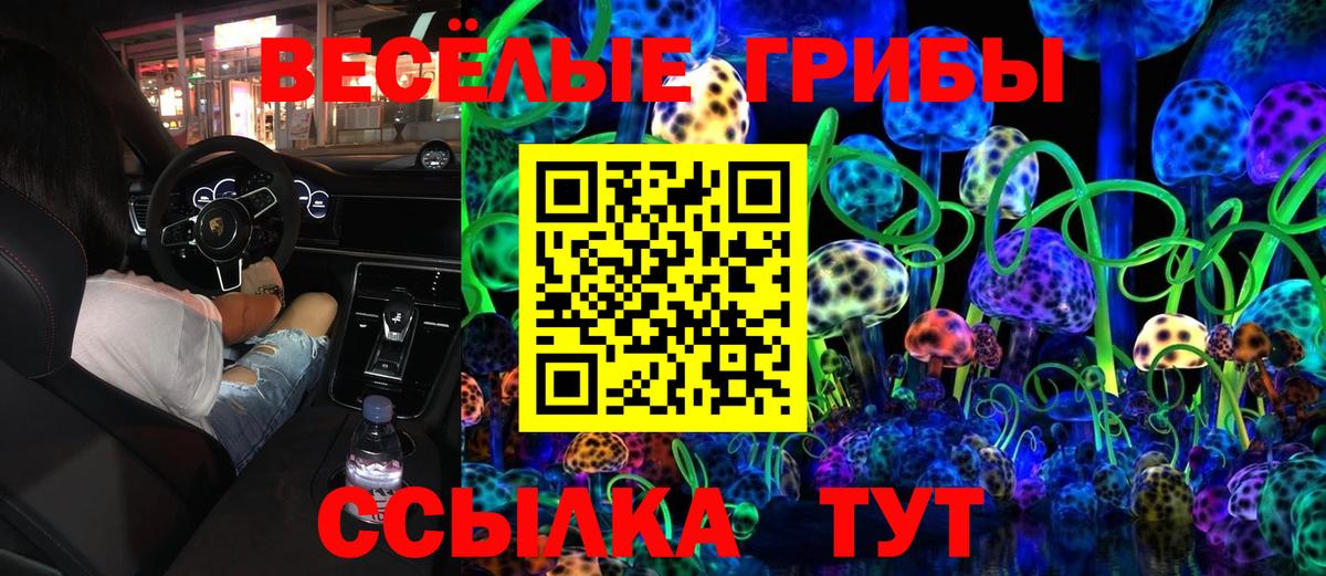 Галлюциногенные грибы Psilocybe Заводоуковск